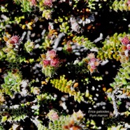 Erica galioides thym marron  ericaceae endémique Réunion (1).jpeg